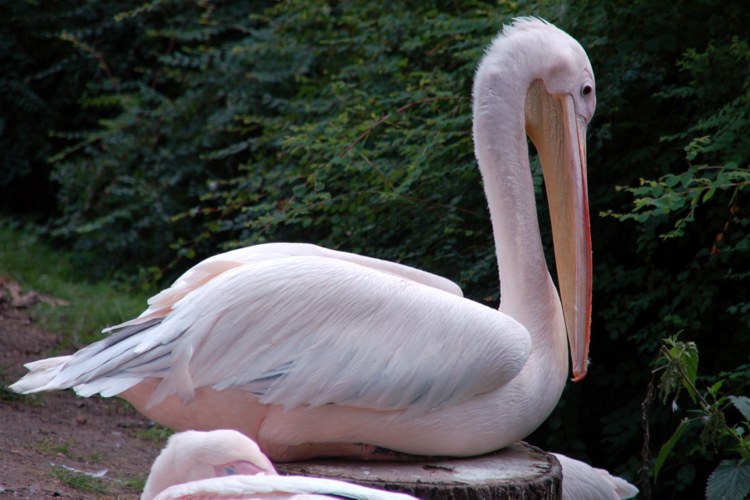 120.jpg 
750 x 500 compressed image 
(80,667 bytes)