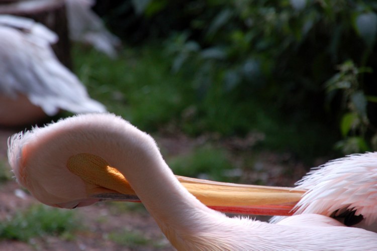 121.jpg 
750 x 500 compressed image 
(54,146 bytes)