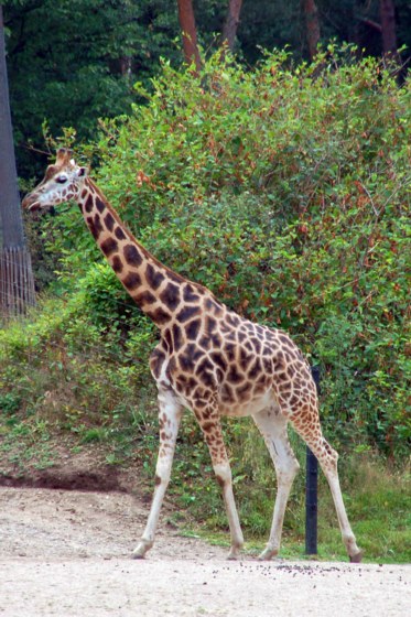 145.jpg 
373 x 560 compressed image 
(88,861 bytes)