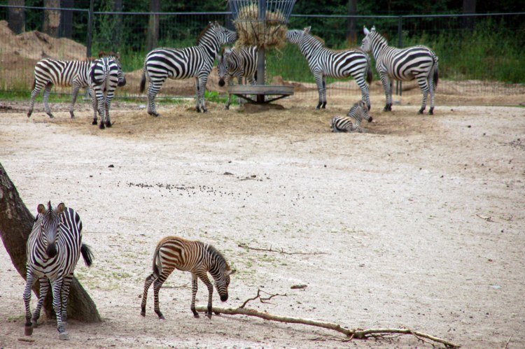 147.jpg 
750 x 499 compressed image 
(125,338 bytes)