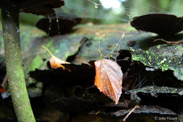 temp068.jpg 
750 x 500 compressed image 
(91,540 bytes)