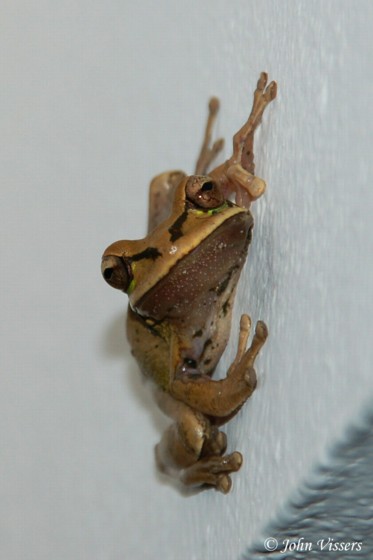 temp100.jpg 
373 x 560 compressed image 
(31,643 bytes)