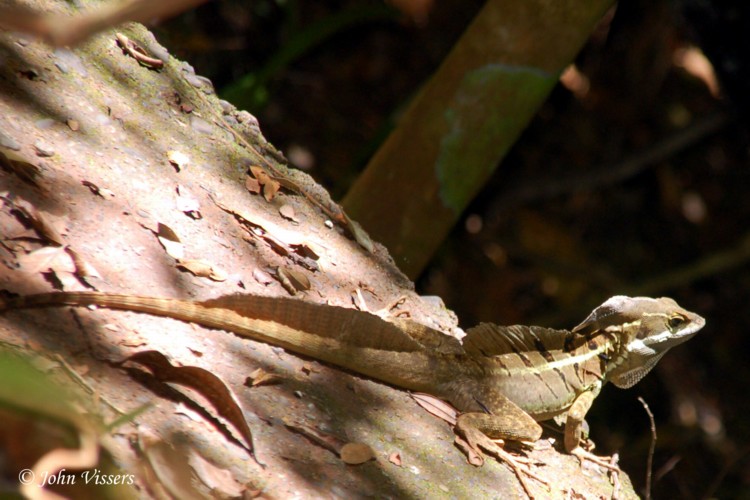 temp113.jpg 
750 x 500 compressed image 
(96,074 bytes)