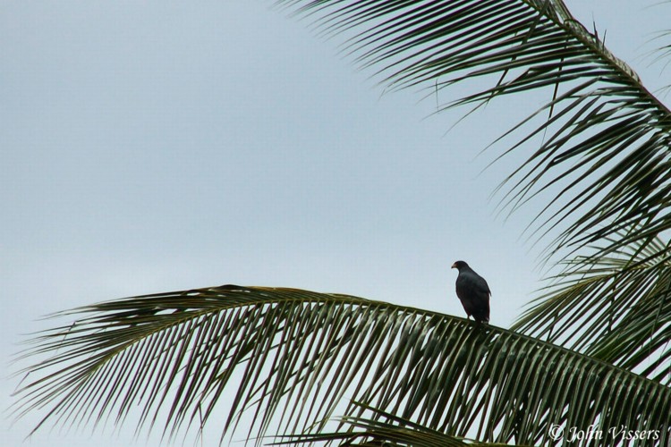 temp129.jpg 
750 x 500 compressed image 
(120,792 bytes)
