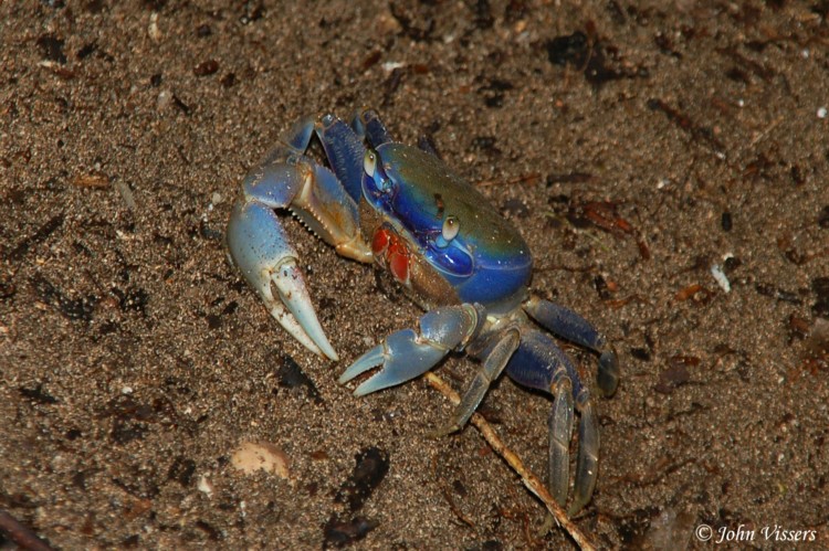 temp156.jpg 
750 x 499 compressed image 
(153,608 bytes)