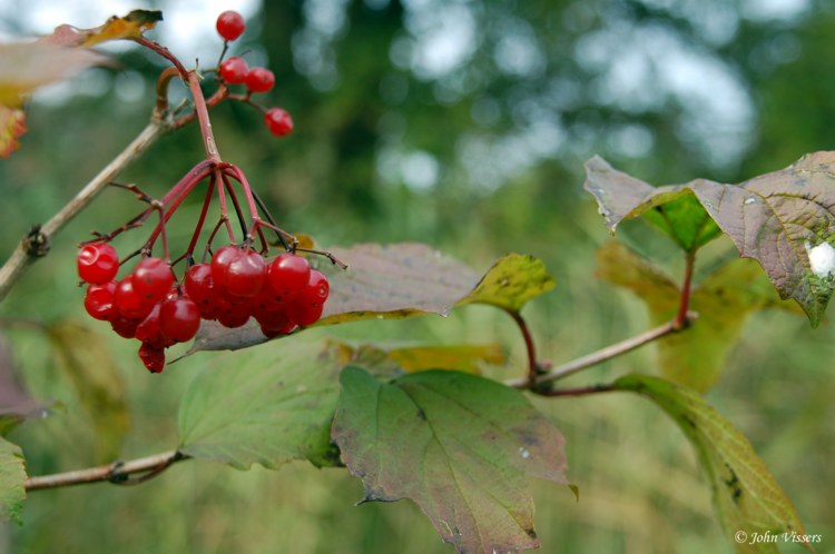 107.jpg 
750 x 498 compressed image 
(66,024 bytes)