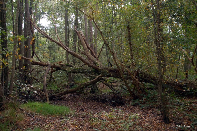 113.jpg 
750 x 498 compressed image 
(151,902 bytes)