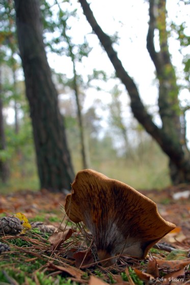 131.jpg 
373 x 560 compressed image 
(49,976 bytes)