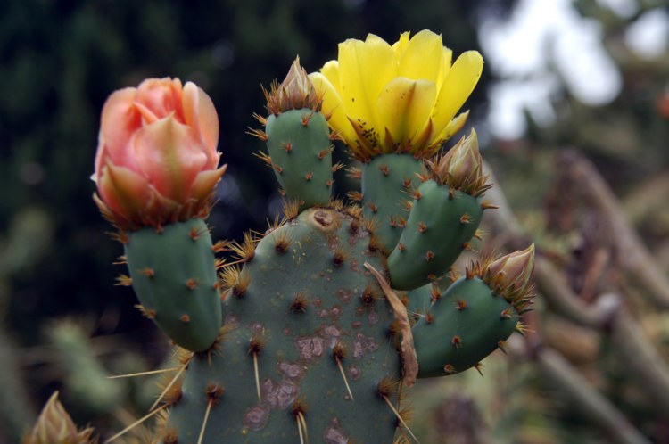 114.jpg 
750 x 498 compressed image 
(64,411 bytes)