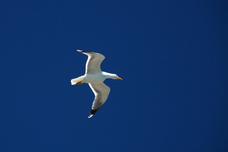121.jpg 
750 x 500 compressed image 
(27,819 bytes)